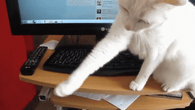 White Cat Playing With LG Monitor GIF