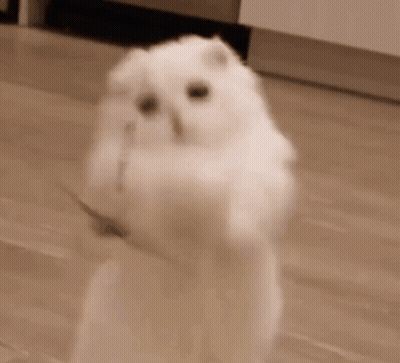 White Cat Playing With Toy GIF