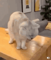 White Cat Puking GIF