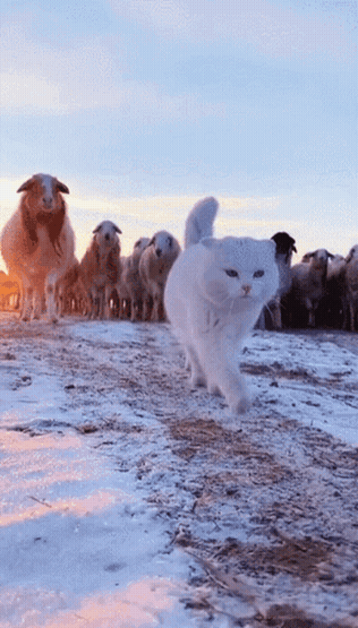 White Cat Running In Front Of Sheep GIF
