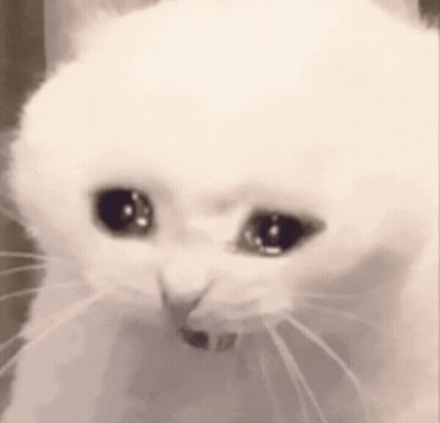 White Cat Sad Eyes GIF