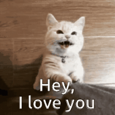 White Cat Saying Hey I Love You GIF