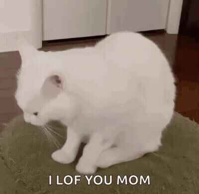 White Cat Saying I Love You Mom GIF