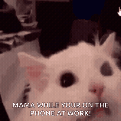 White Cat Saying Mama GIF
