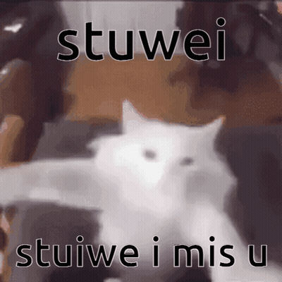 White Cat Saying Stuwei Stuiwe I Mis U GIF