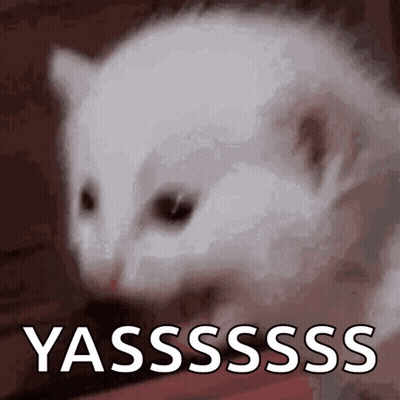White Cat Saying Yassss GIF