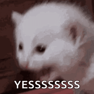 White Cat Saying Yesssss GIF
