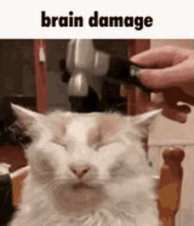 White Cat Scratched By Hammer While Sleeping GIF
