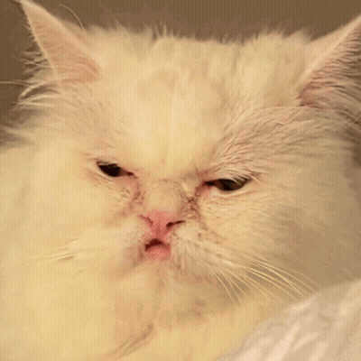 White Cat Serious Close Up GIF