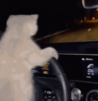 White Cat Sitting At Car Steering Wheel At Night GIF