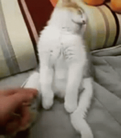 White Cat Sitting Cross-Legged GIF