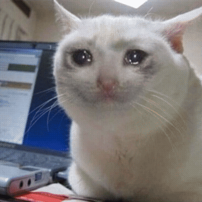 White Cat Sitting In Front Of Laptop GIF