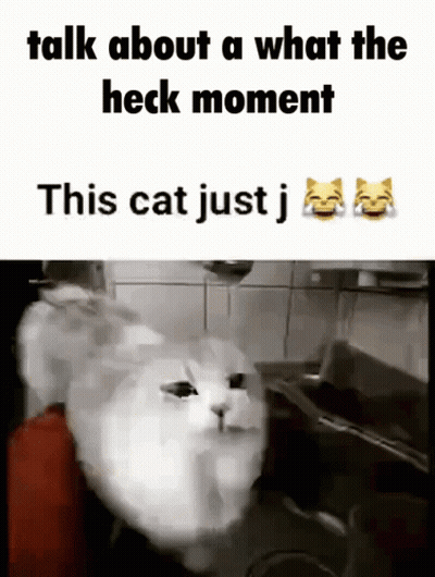 White Cat Sitting In Kitchen Sink Saying What The Heck GIF