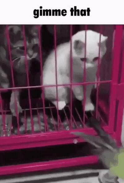 White Cat Sitting In Pink Cage With Another Cat GIF