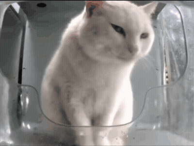 White Cat Sitting In Plastic Container GIF