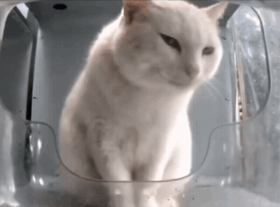 White Cat Sitting Inside Clear Plastic Container GIF