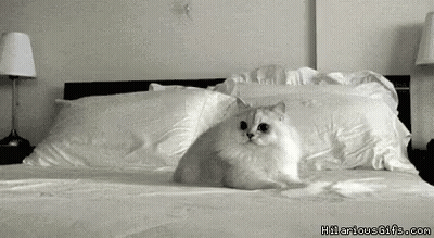 White Cat Sitting On Bed GIF