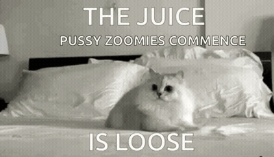 White Cat Sitting On Bed GIF