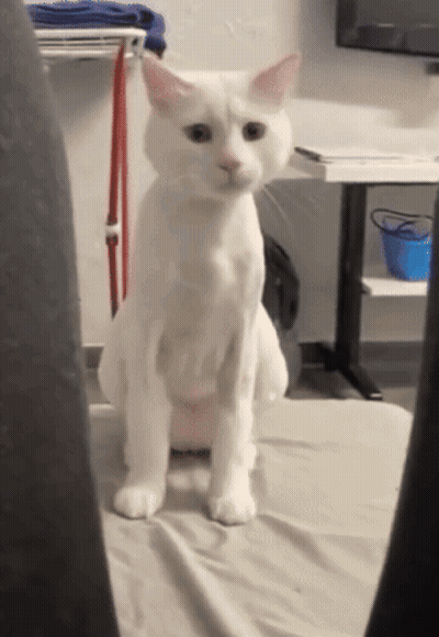 White Cat Sitting On Bed Looking GIF