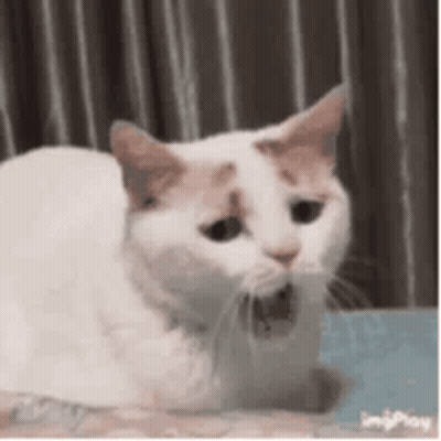 White Cat Sitting On Bed With Open Mouth GIF