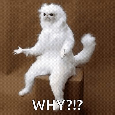 White Cat Sitting On Box Asking Why GIF