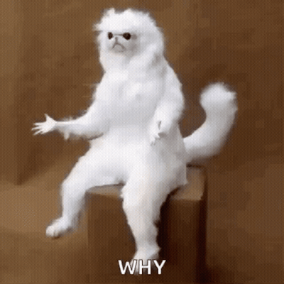 White Cat Sitting On Box Asking Why GIF