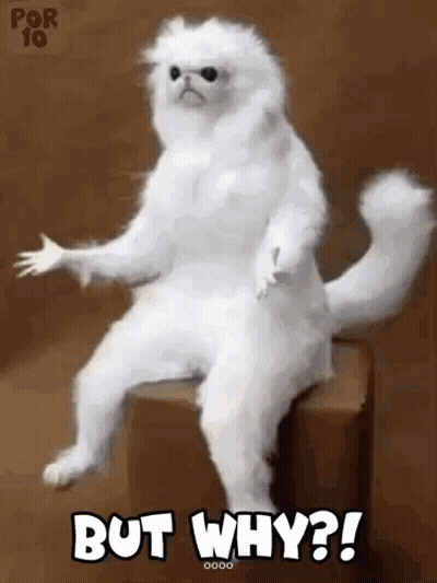 White Cat Sitting On Box Saying But Why GIF