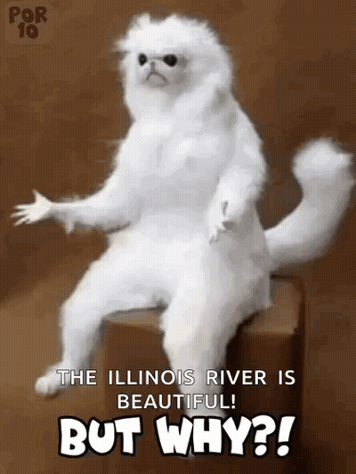 White Cat Sitting on Box Saying The Illinois River Is Beautiful But Why