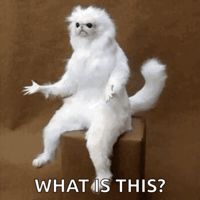 White Cat Sitting On Box Saying What GIF