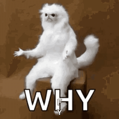 White Cat Sitting On Box Saying Why GIF