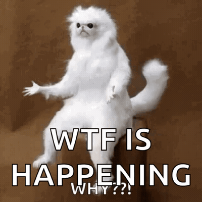 White Cat Sitting On Box WTF Is Happening Why GIF