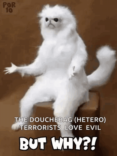 White Cat Sitting On But Why Box GIF