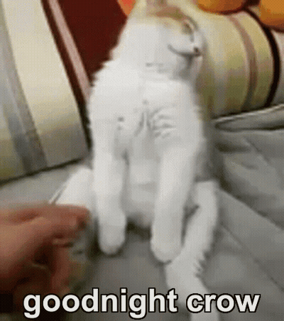 White Cat Sitting On Couch Goodnight Crow GIF