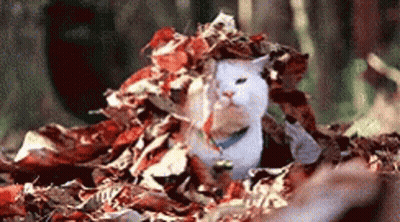 White Cat Sitting On Pile Of Leaves GIF