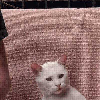 White Cat Sitting On Pink Couch GIF