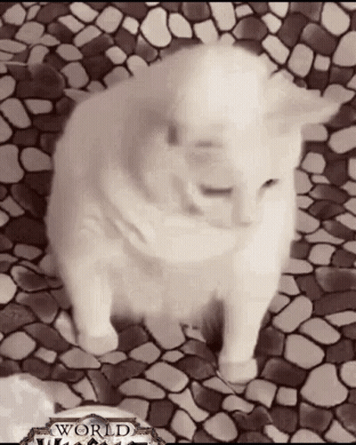 White Cat Sitting On Tiled Floor GIF