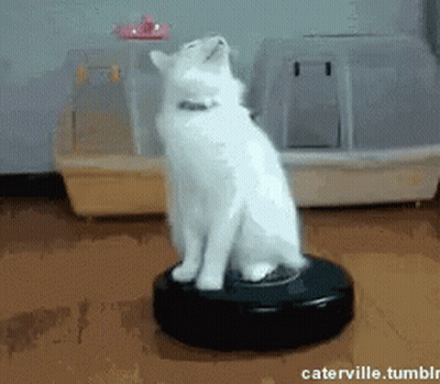 White Cat Sitting On Vacuum Cleaner GIF