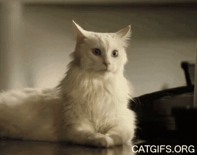 White Cat Sitting On Wooden Floor Looking At Camera GIF
