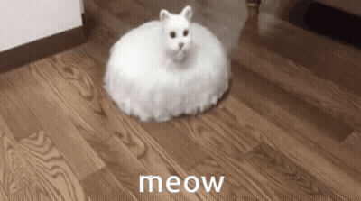 White Cat Sitting On Wooden Floor Saying Meow GIF