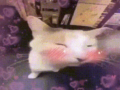 White Cat Sitting With Red Spot On Face GIF
