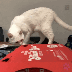 White Cat Sniffing Box GIF
