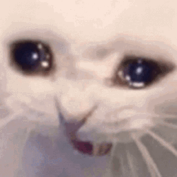 White Cat Sobbing Hard  GIF