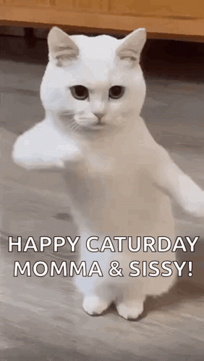 White Cat Standing And Giving High Five GIF