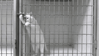 White Cat Standing In Cage GIF