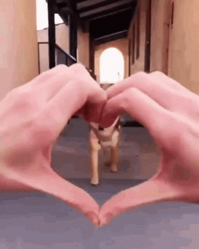 White Cat Standing In Front Of Door GIF