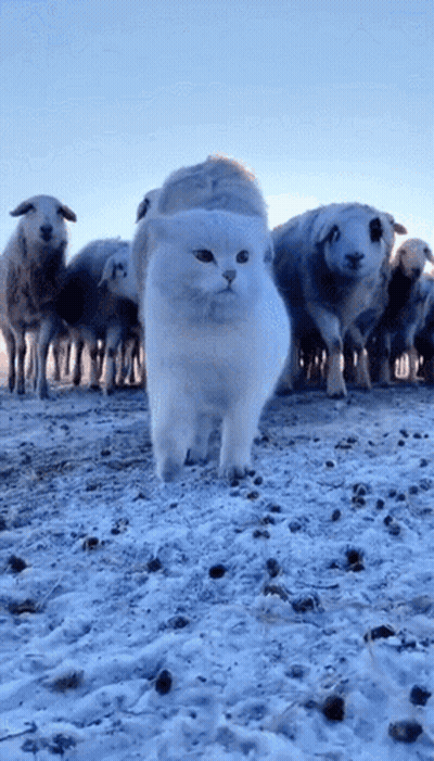 White Cat Standing In Front Of Sheep GIF