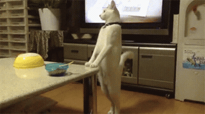 White Cat Standing in Front of Television