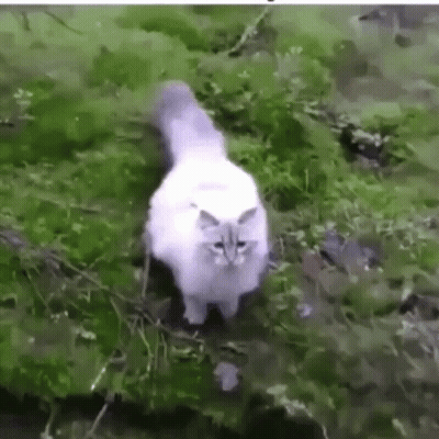 White Cat Standing In Grass By River GIF