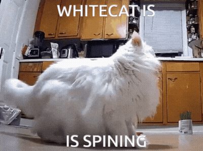 White Cat Standing In Kitchen Saying Whitecatis Is Spining GIF
