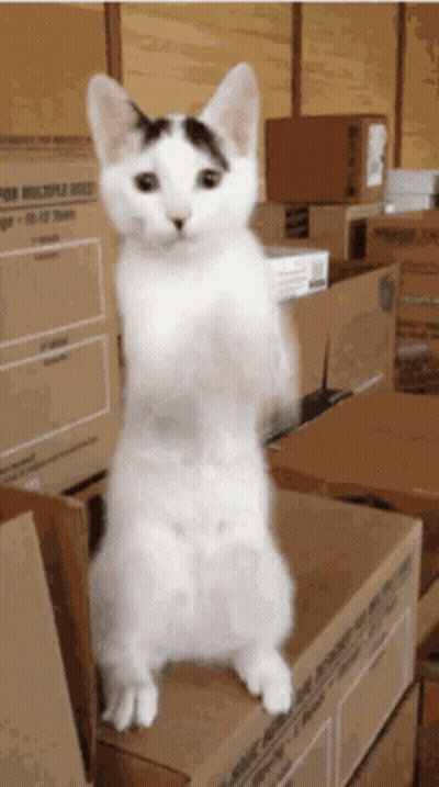 White Cat Standing On Cardboard Box Saying For Multiple Uses GIF